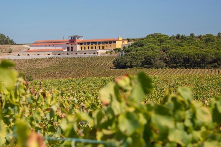 rota dos vinhos portugueses