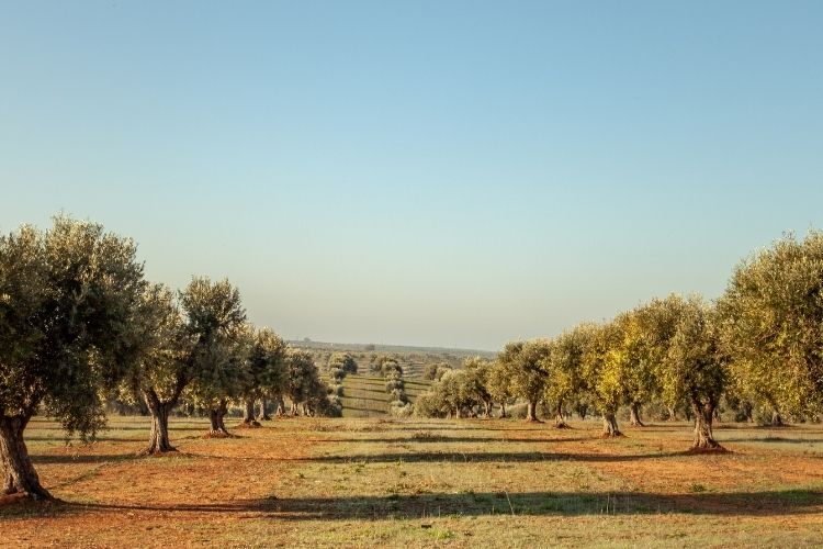 azeite de portugal