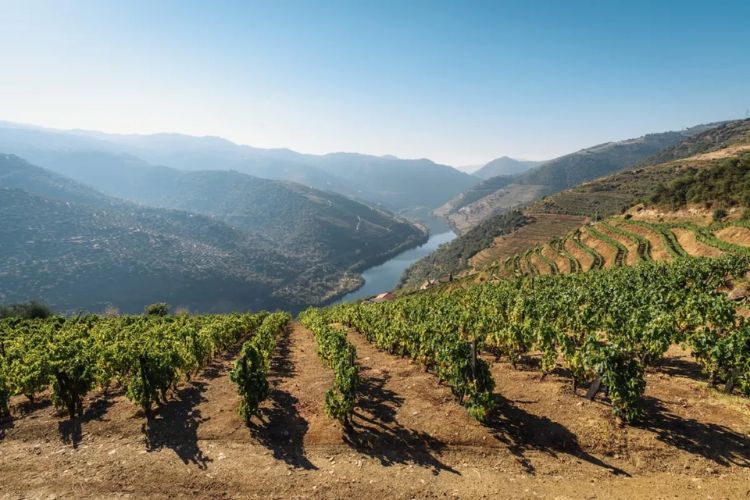 Plantação de vinho verde em Lima, Vinho Verde português entenda a origem e as suas caraterísticas