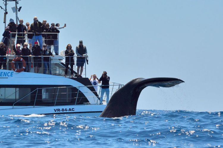 Observação baleias e golfinhos 