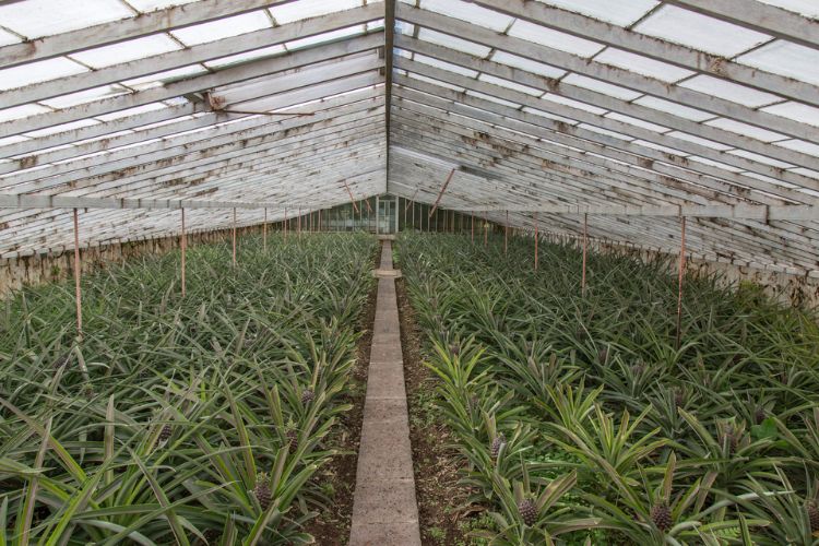 Plantação de ananases Augusto Arruda 