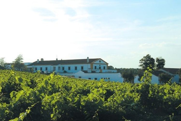 Adega da Cartuxa/Quinta do Valbom